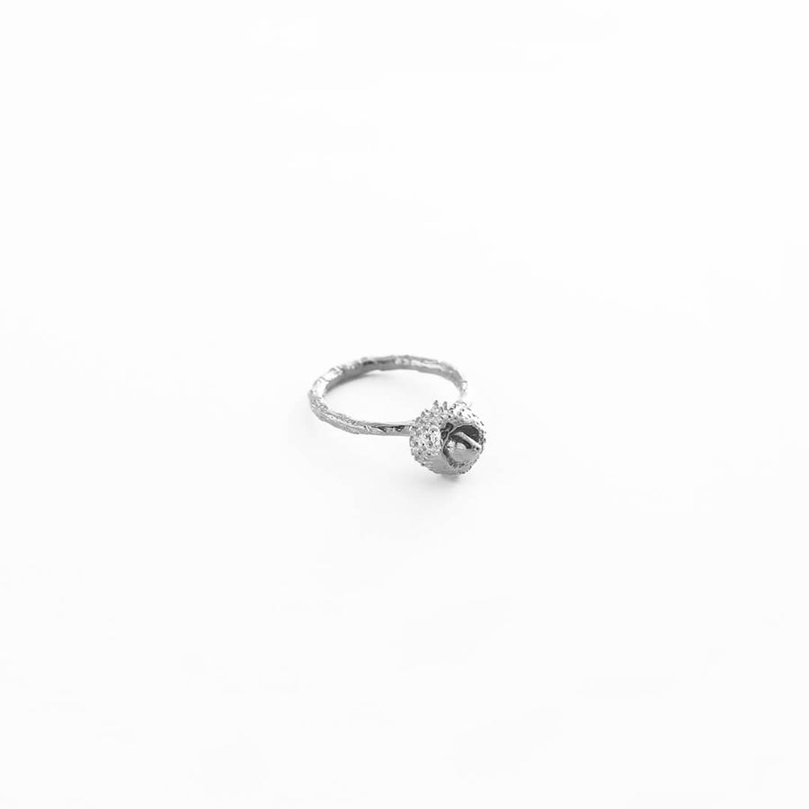 Water oak nut - ring - silver 925